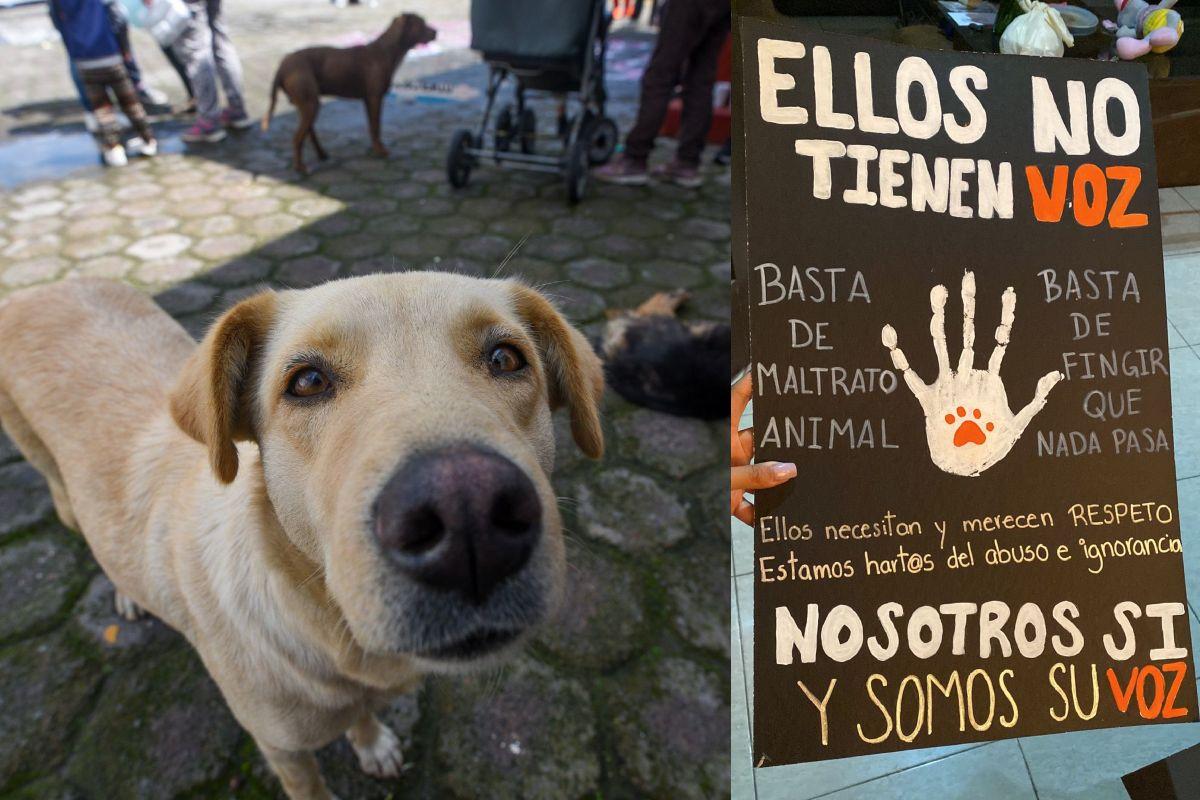 “¡No al maltrato animal!”: Exigen justicia y respeto en la marcha por los derechos de los animales