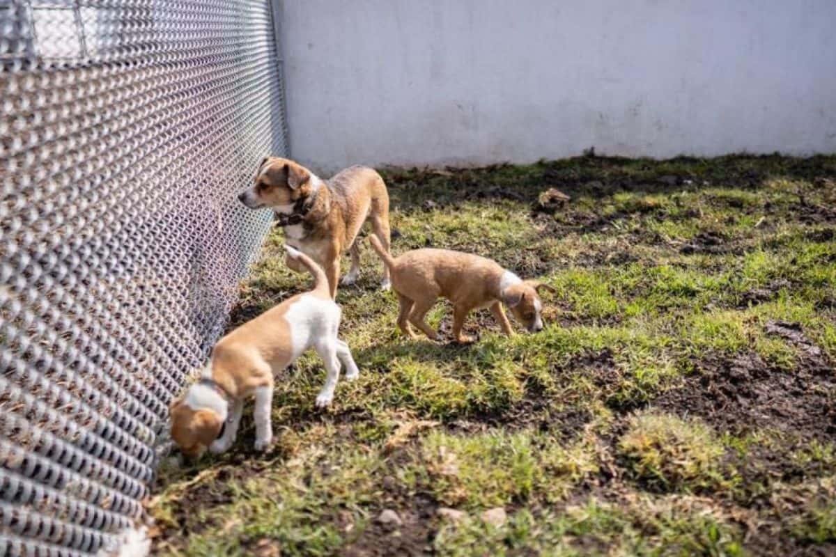 Ciudad de perros y gatos: el espacio donde animales rescatados serán rehabilitados física y mentalmente