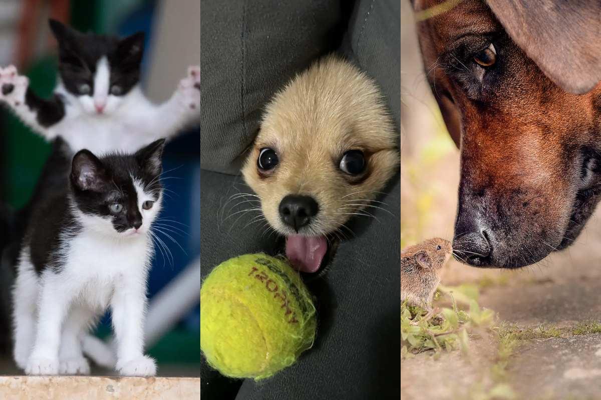 Trata de no reírte de estos animalitos finalistas de los Comedy Pet Photography Awards 2023