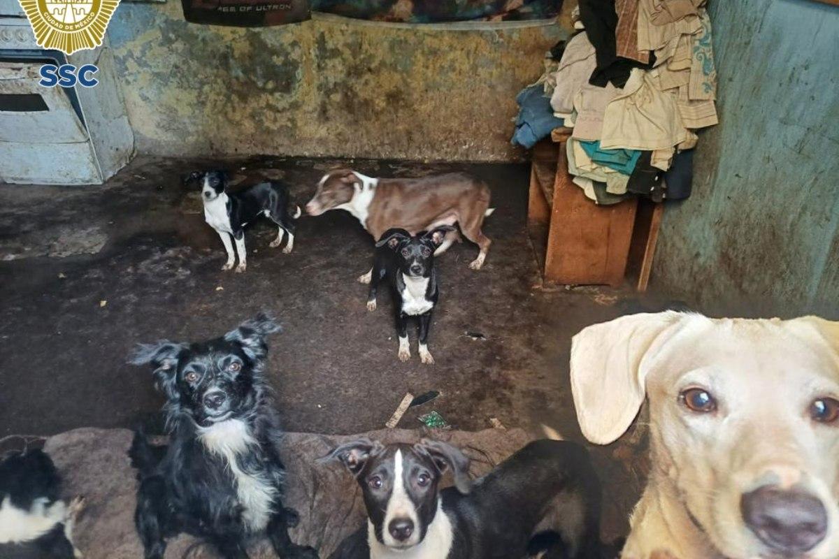 Rescatan a 18 perros de vivienda en la Gustavo A. Madero; hay un detenido por maltrato animal