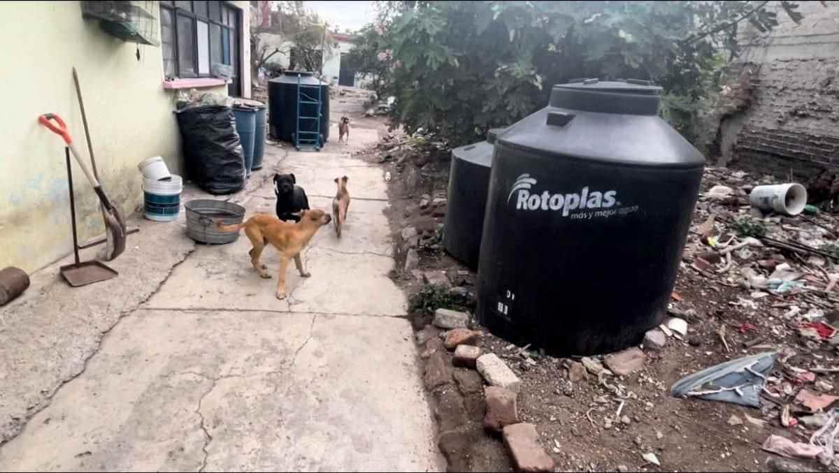 Fiscalía del Edomex rescata a 10 perros abandonados en una casa en Ecatepec