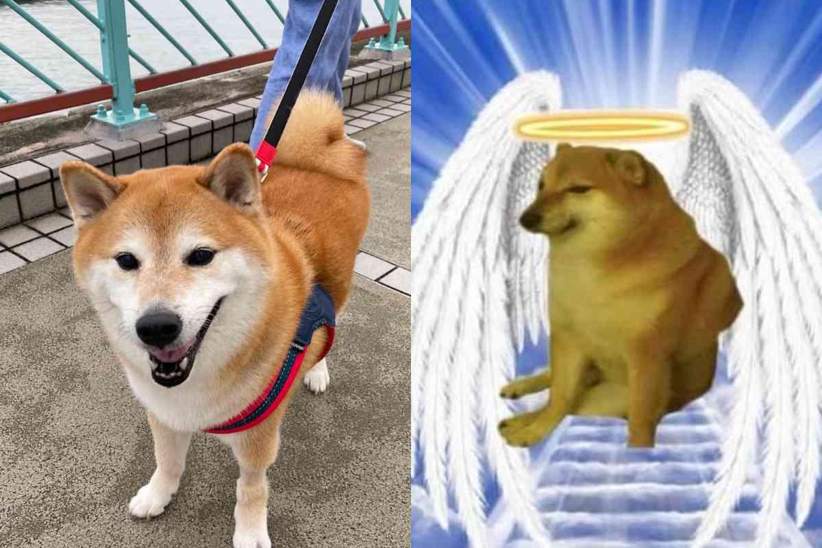 Murió Cheems, el perrito que nos hace llorar de la risa con sus memes