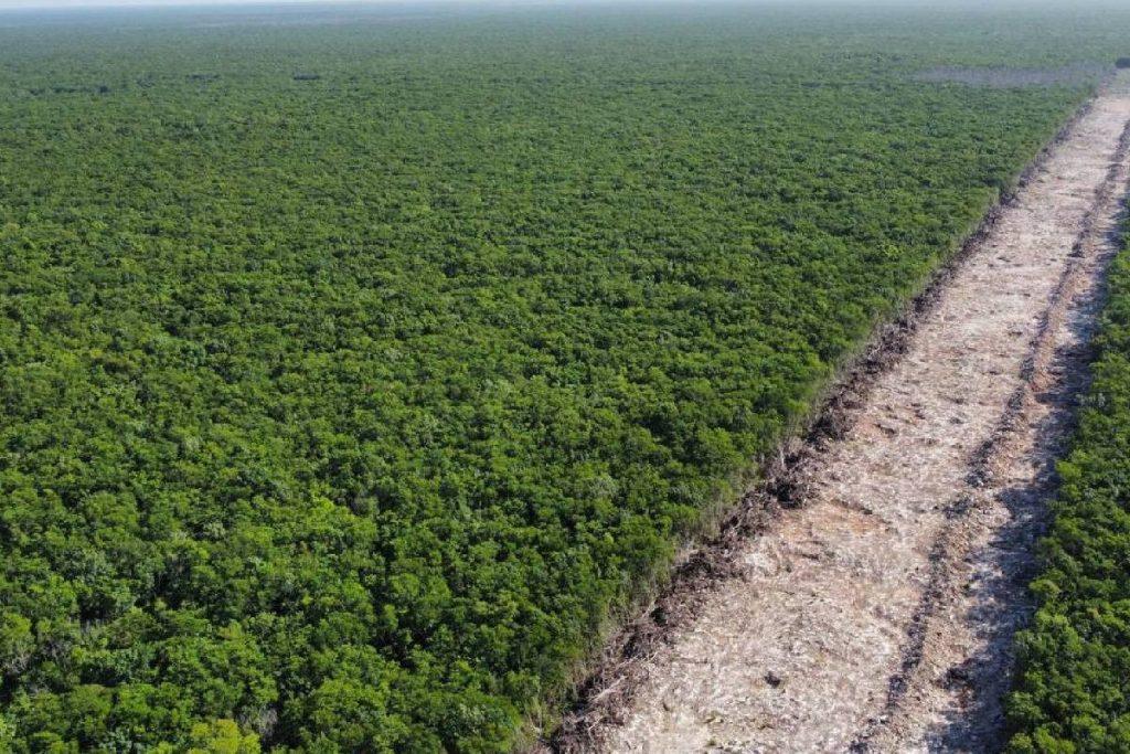 Nuevas expropiaciones para el Tren Maya: Ahora fueron 150 hectáreas en Quintana Roo y Campeche