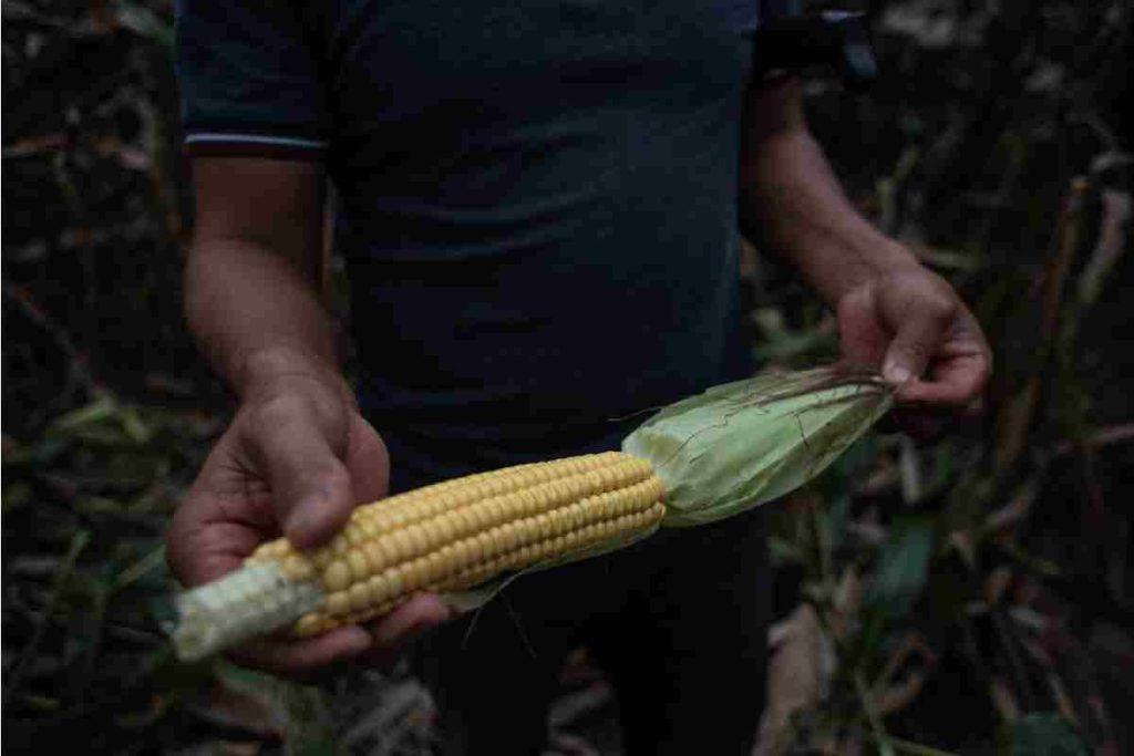 Canadá apoya a EU en disputa con México por maíz transgénico