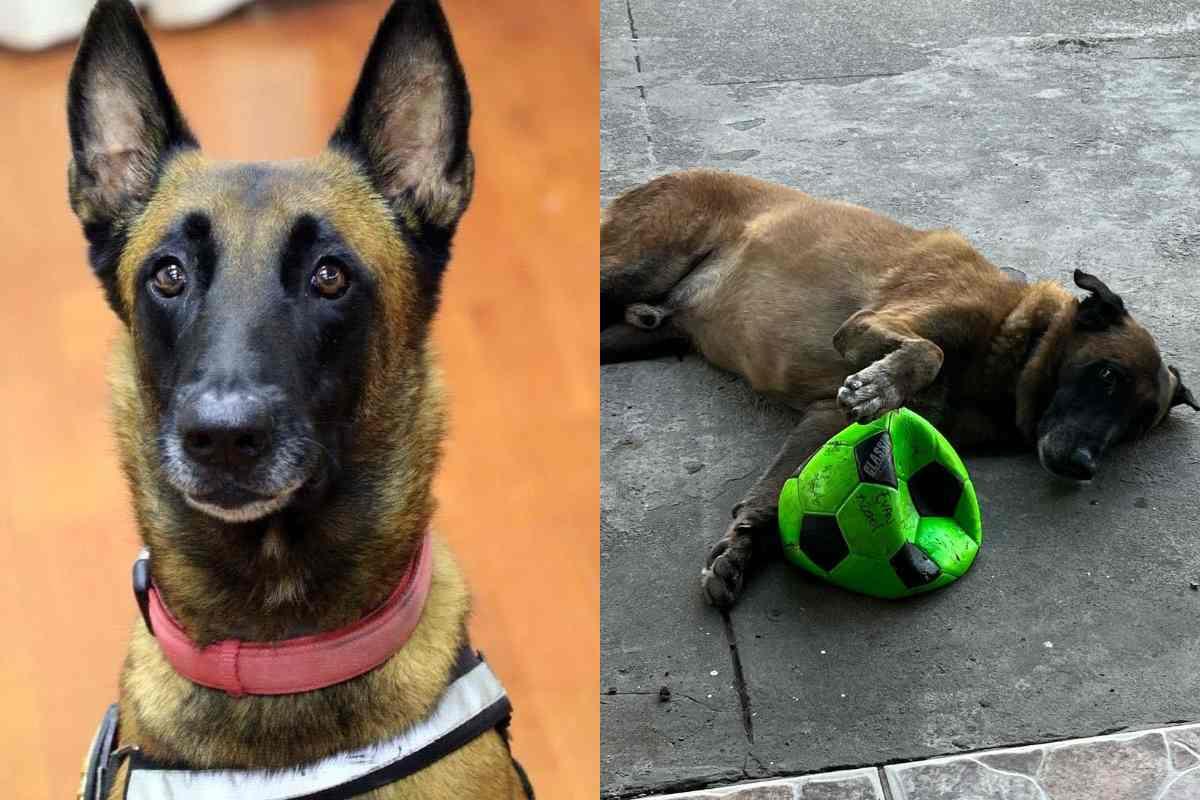 Rex, perrito rescatista héroe del 19S, está enfermo y necesita ayuda para conseguir medicamentos