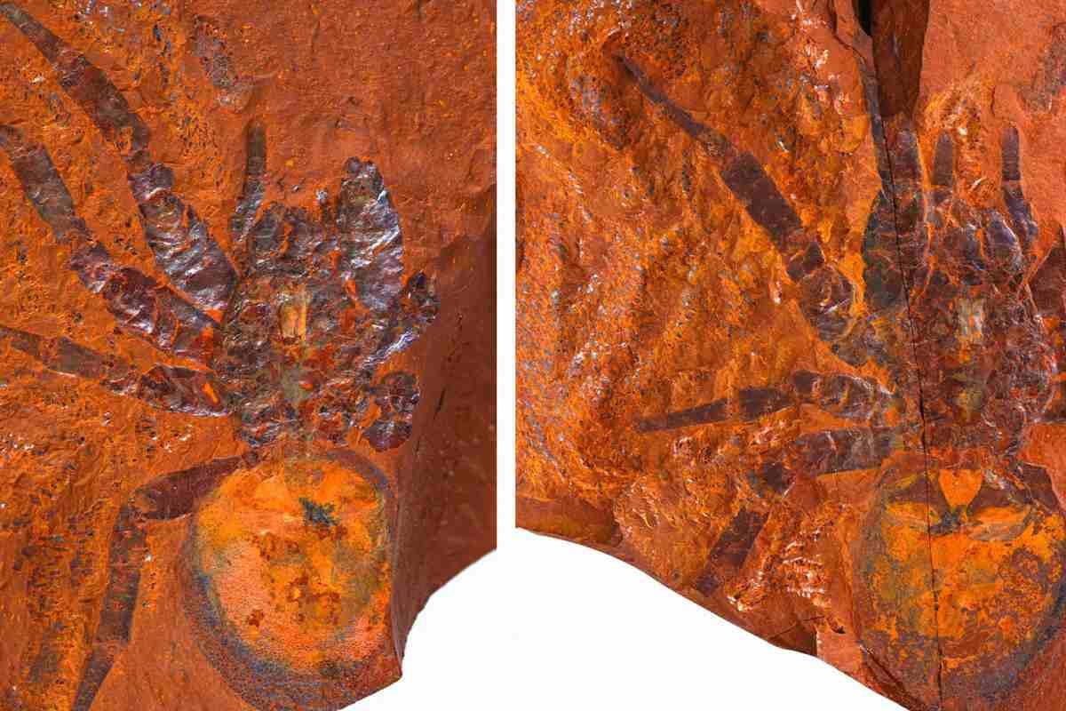 Así era la araña gigante que vivía en Australia hace más de 10 millones de años