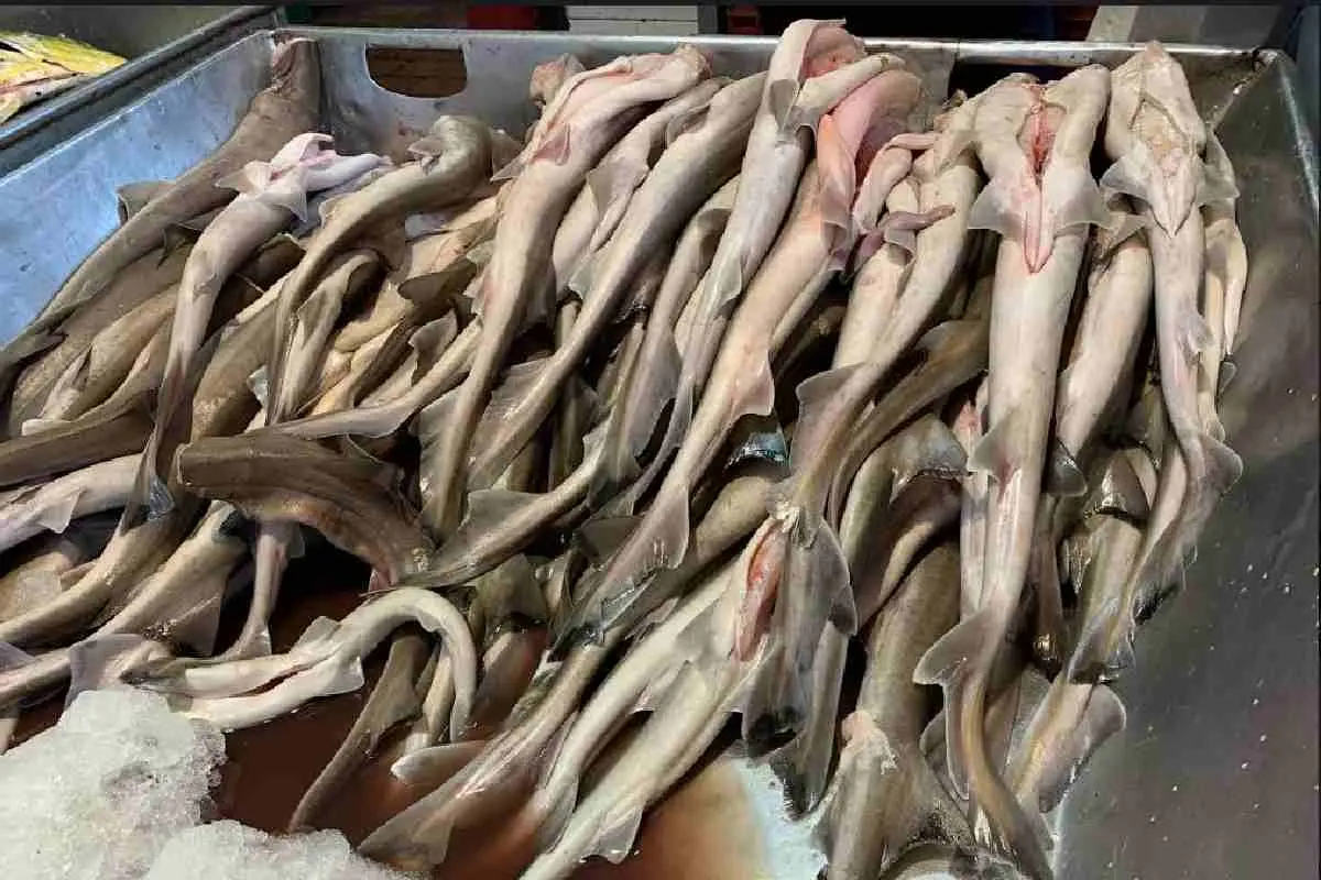Pesca ilegal en México: venden a clientes tiburón en peligro de extinción como si fueran bacalao o pescados baratos como si fueran caros