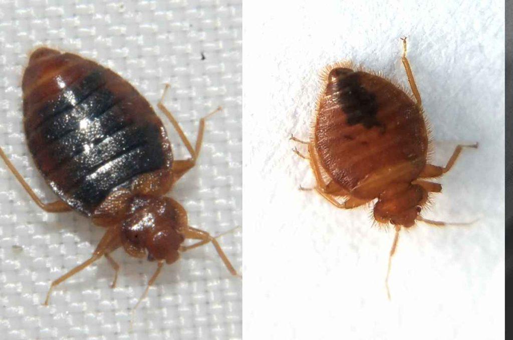 ¿Invasión de chinches? Todo lo que debes saber sobre este animalito chupasangre