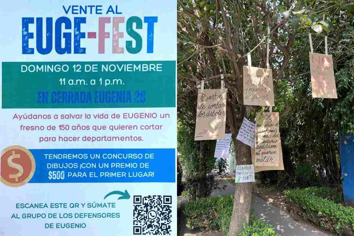 EugeFest: el evento para salvar a Eugenio, uno de los fresnos más longevos en la CDMX