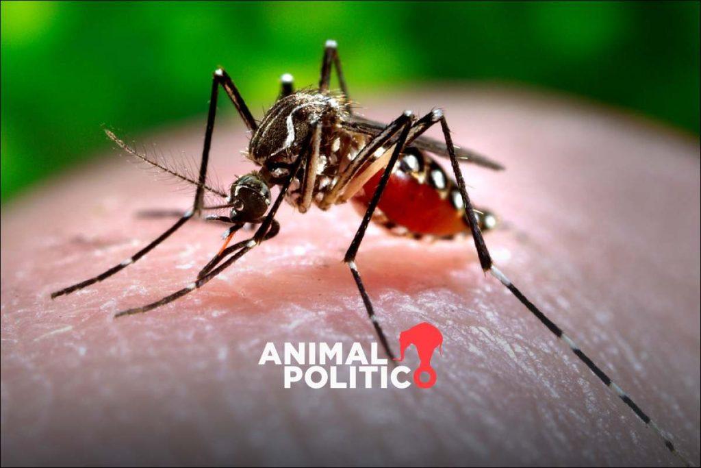 Huracán Otis: Cómo prevenir y qué hacer en caso de contagio de dengue