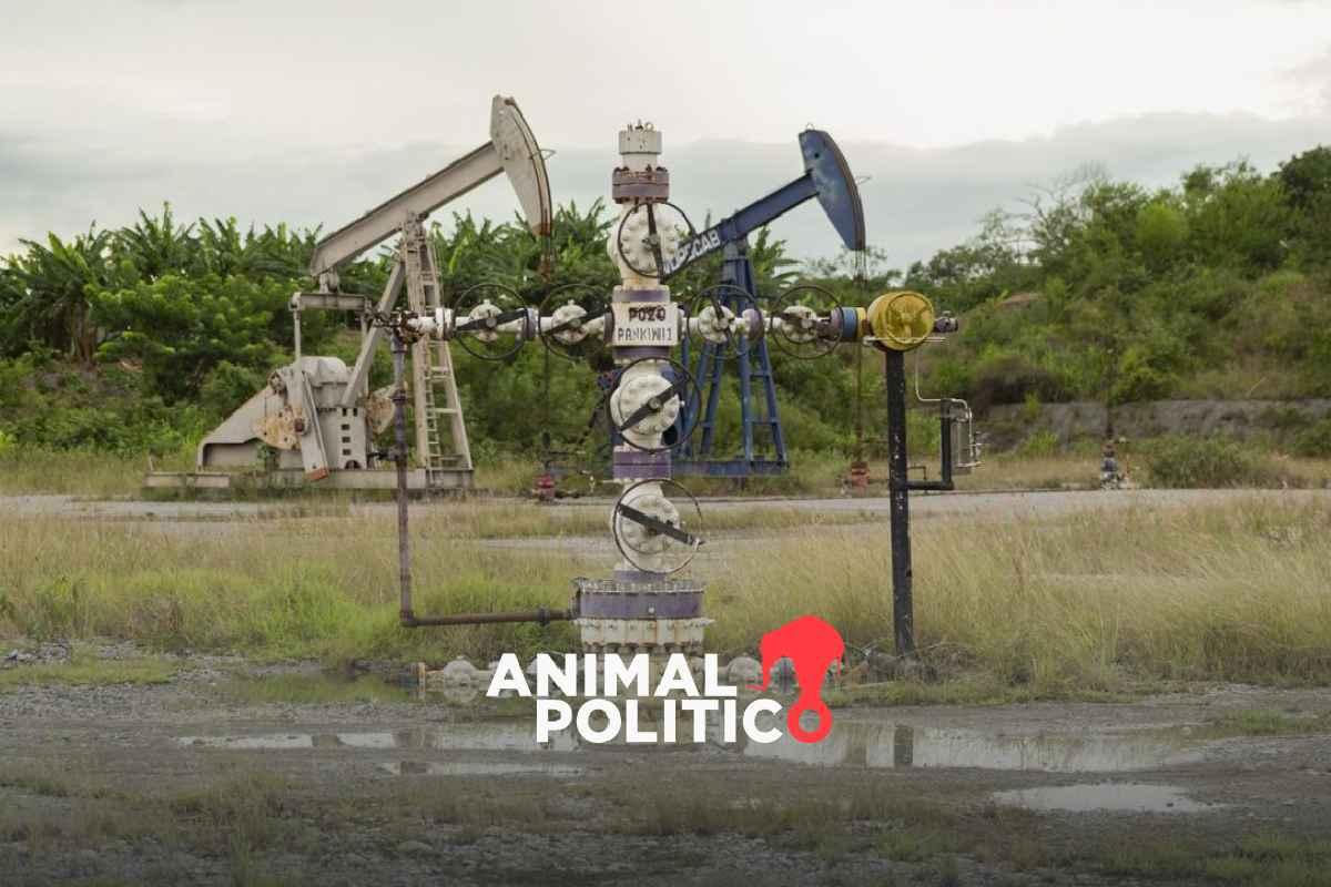 Más de 38 mil parcelas de Sembrando Vida están en riesgo por el fracking; Veracruz e Hidalgo los más afectados