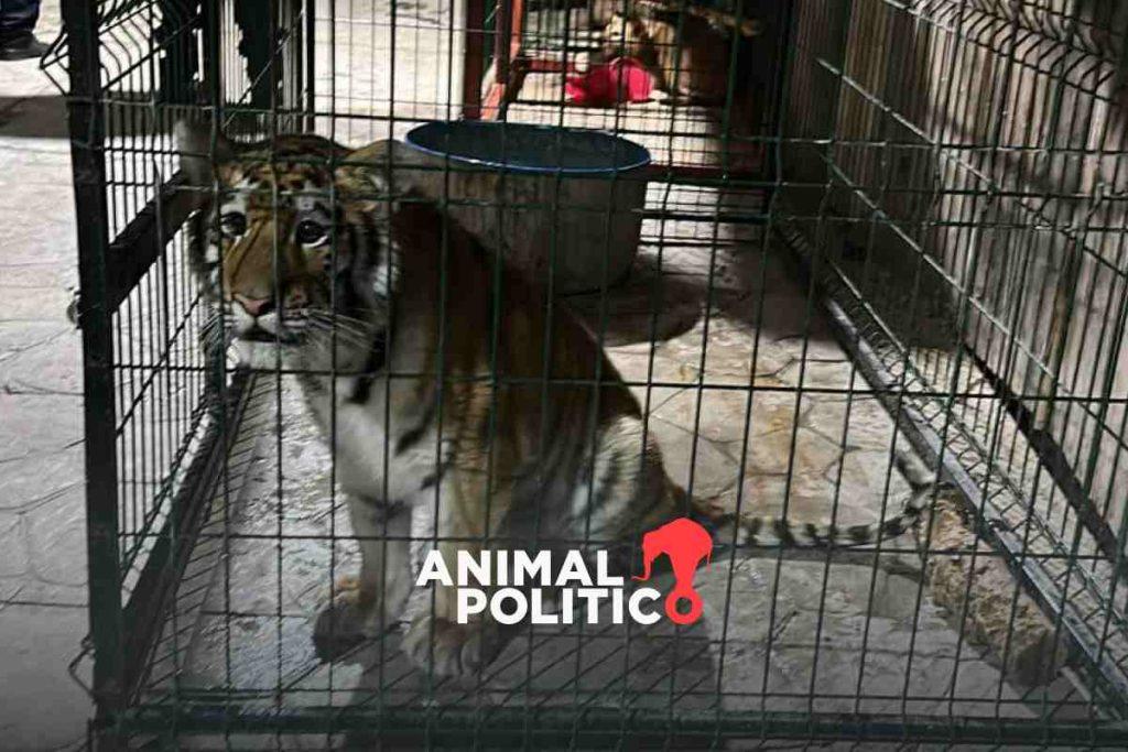 Rescatan a un cachorro león, una pantera y un tigre durante cateo en Tanhuato, Michoacán