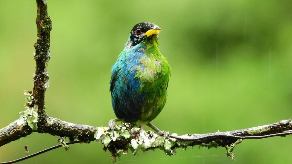 El extraño pájaro mitad macho mitad hembra hallado en Colombia