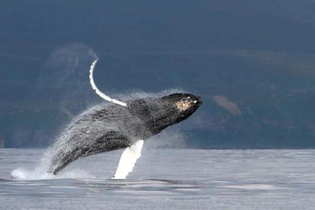 ¿Cómo cantan las ballenas bajo el agua? Científicos descifran el misterio