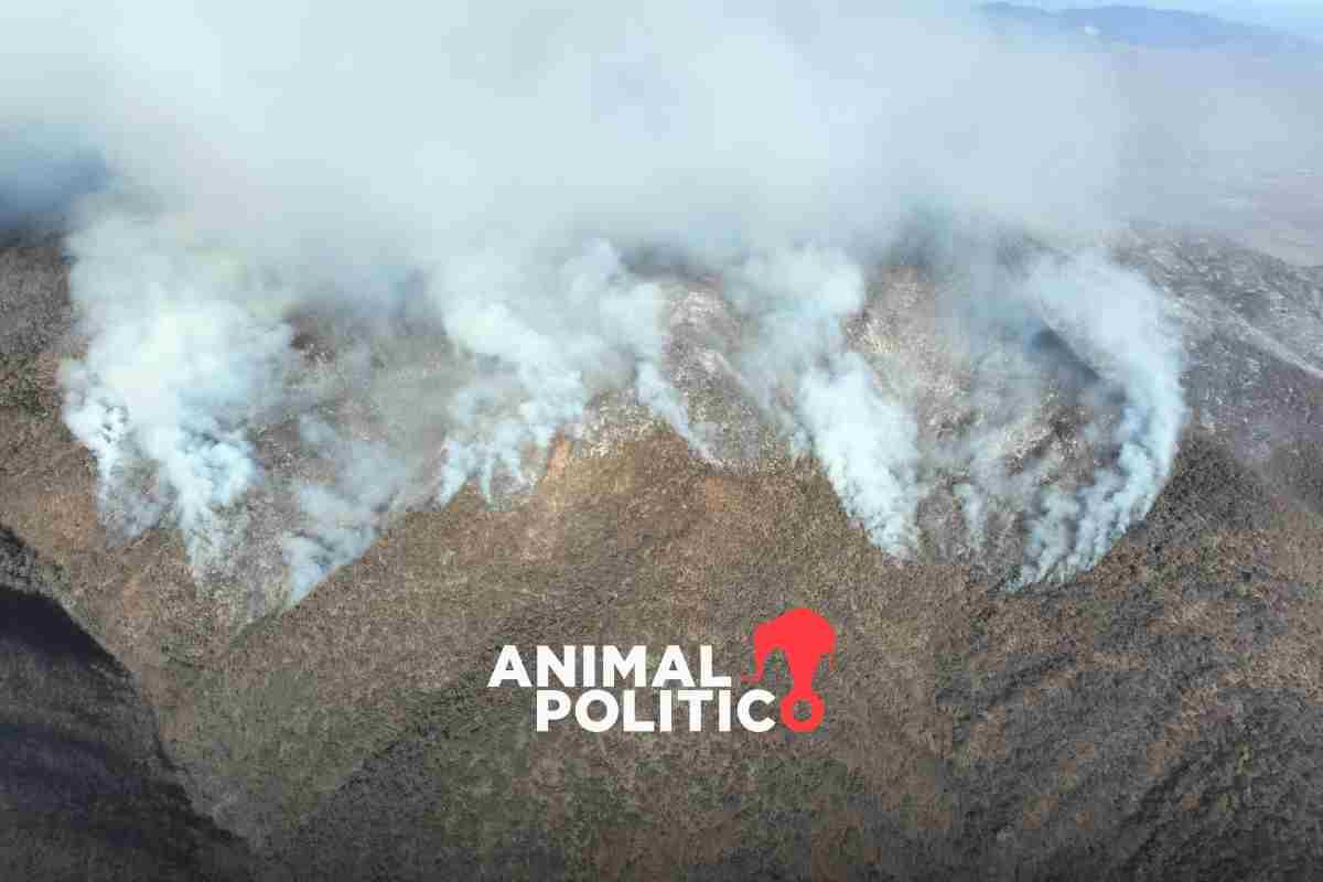 Incendio forestal en San Lucas Quiavini, Oaxaca, lleva seis días; helicóptero de la Semar se suma al combate