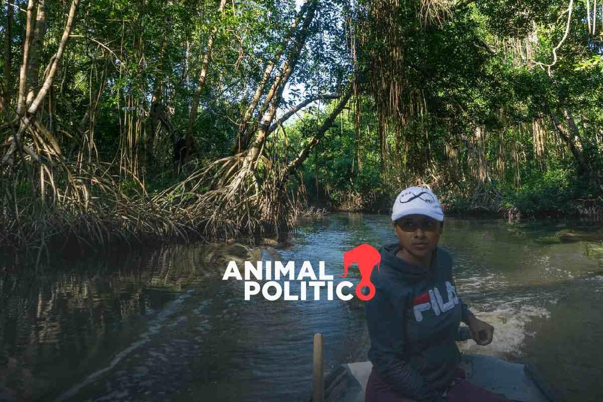 “No hay nada, los pescadores migran”: en Chiapas, la laguna Cerritos pierde profundidad y los pobladores su sustento