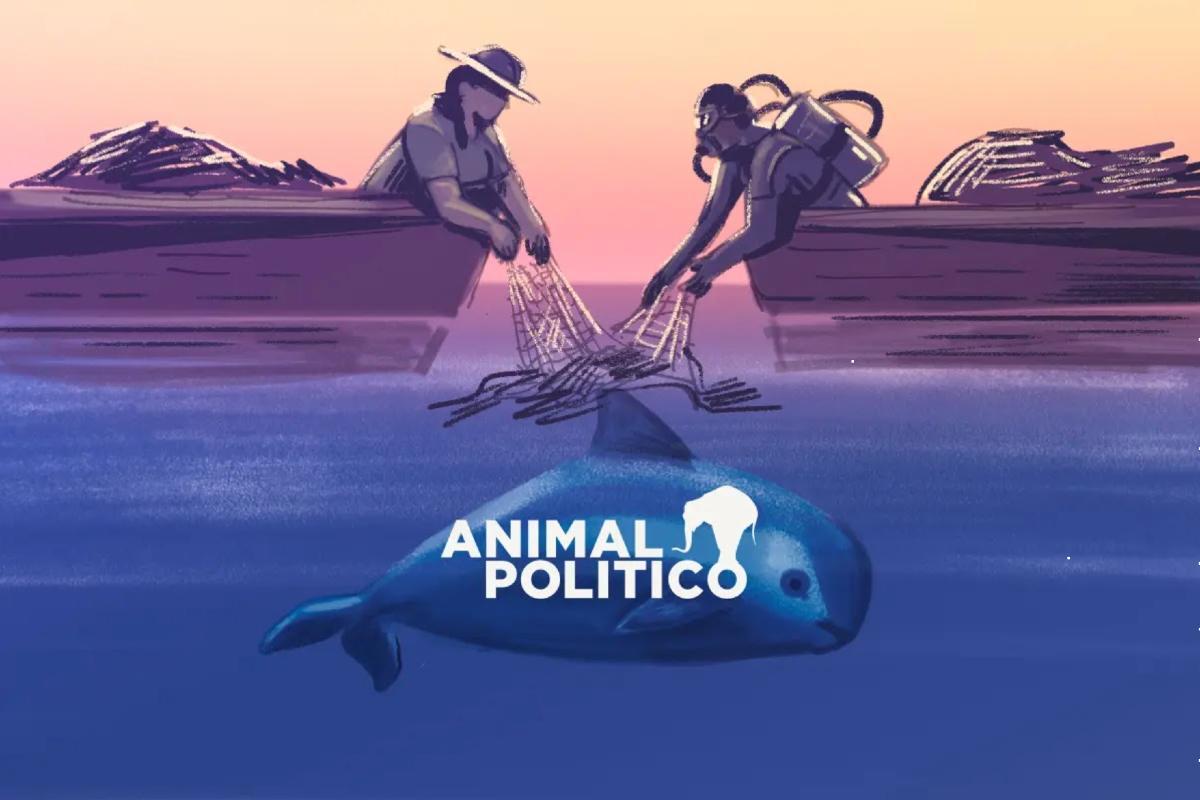 Pescadores y buzos limpian el mar en el Alto Golfo para procurar la biodiversidad marina