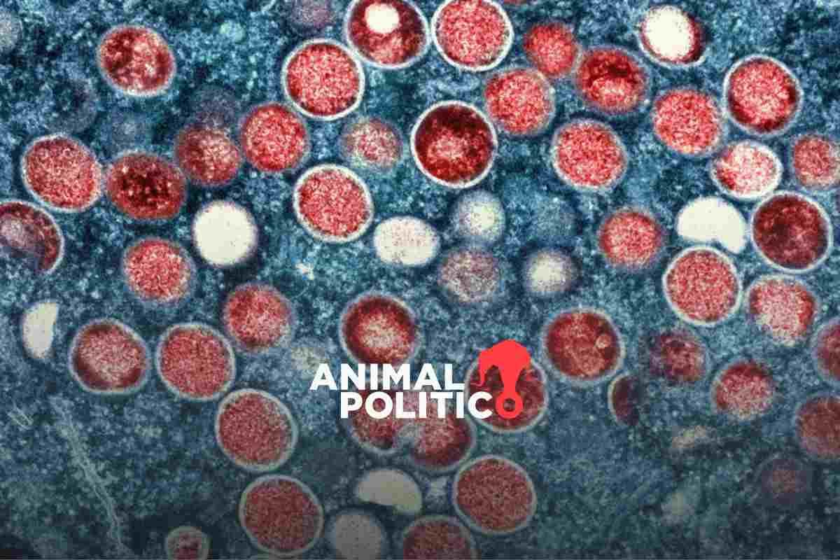 OMS vuelve a declarar al mpox como emergencia de salud pública internacional