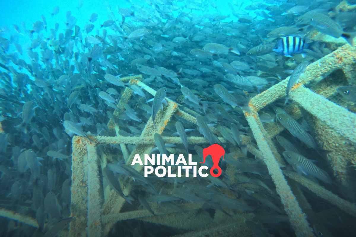Arrecife artificial Shell Nurse en La Paz, Baja California Sur, un modelo japonés para restaurar el Golfo de California