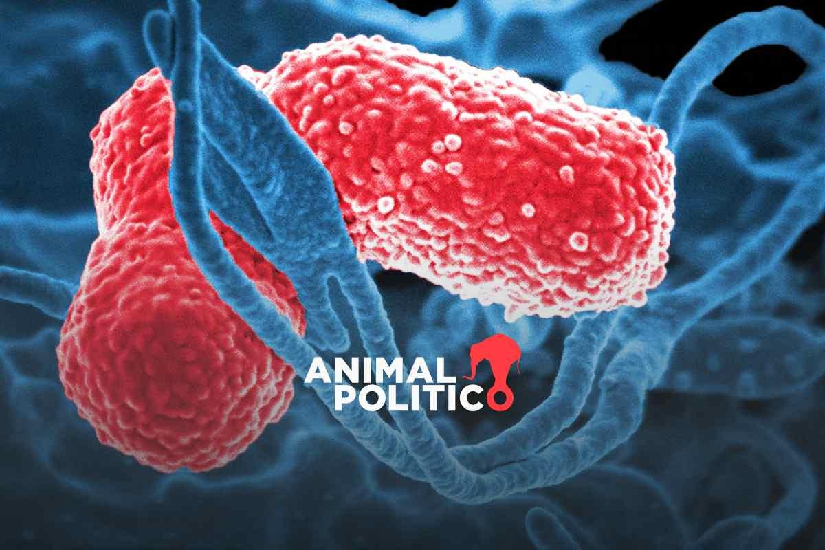 Alerta epidemiológica por bacteria Klebsiella oxytoca en Edomex; estos son los síntomas de la infección
