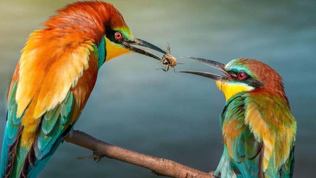 Arañas, aves y delfines: los animales también se hacen regalos