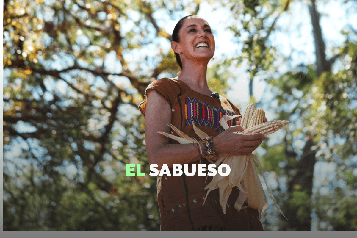 Reforma de Sheinbaum sobre maíz transgénico: sus puntos clave y por qué especialistas advierten que puede ser un retroceso