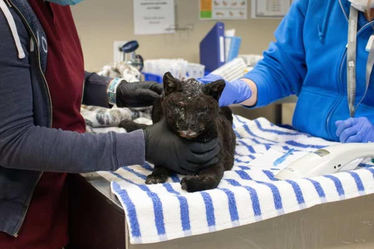 Los incendios en Los Ángeles dejan sin hogar a animales; voluntarios emprenden búsqueda y rescate