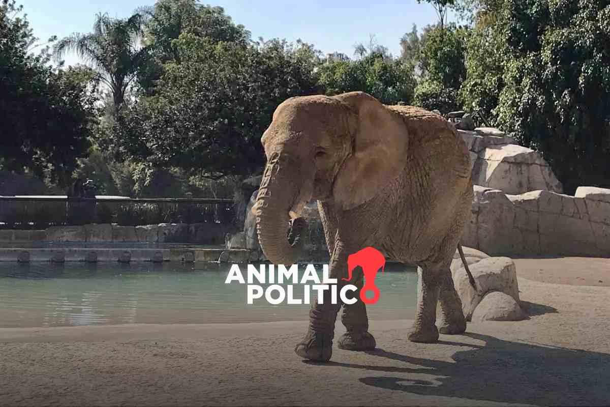 Justicia para Ely: Corte avala amparo que protege a la elefanta y obliga a autoridades a garantizar su bienestar y trato digno