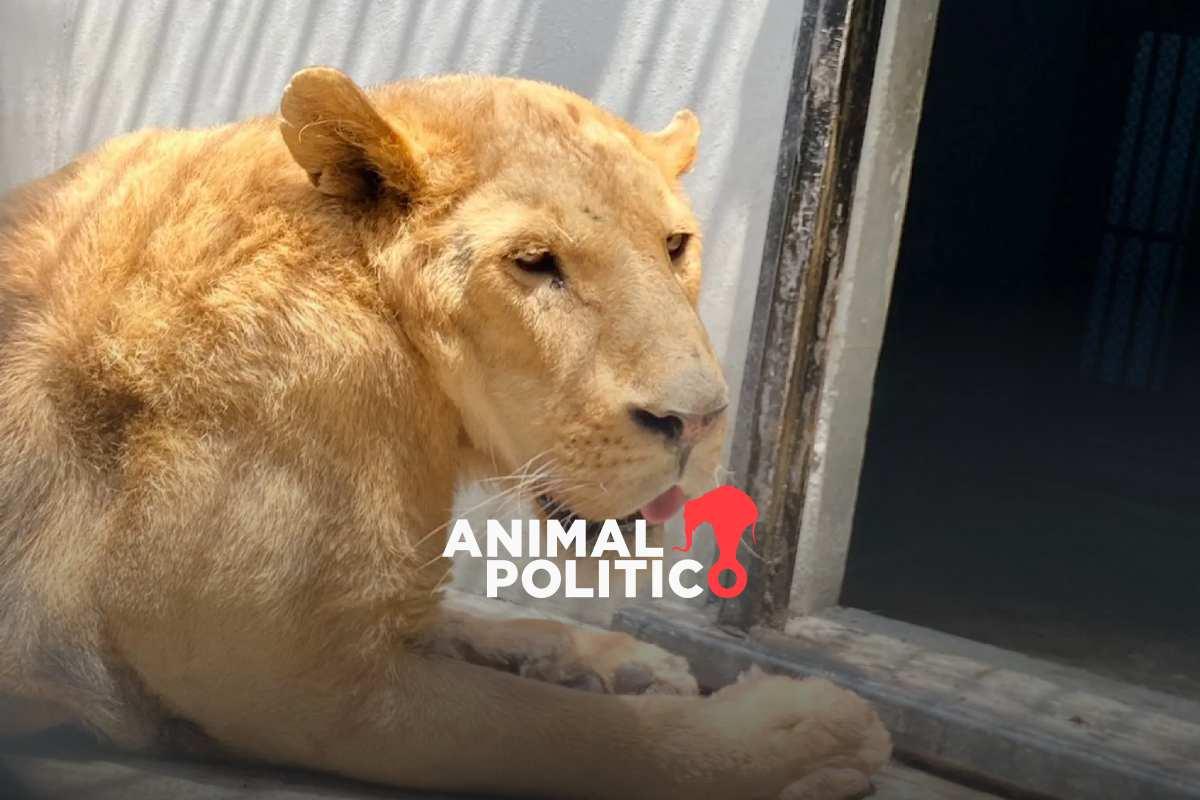 De Facebook al Mercado de Sonora: aseguramientos por tráfico de especies cayeron 40.3% en el sexenio de AMLO