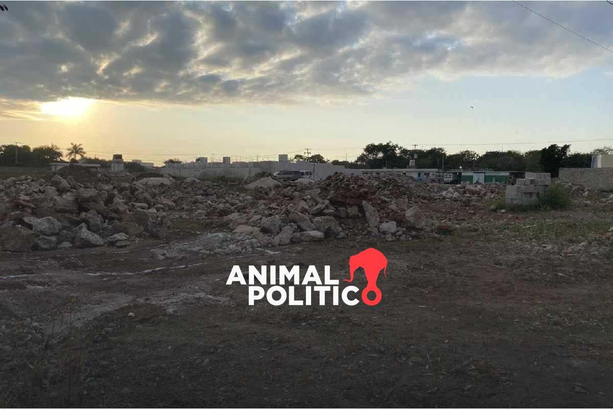 La deforestación avanza en Mérida y solo 26 árboles reciben protección