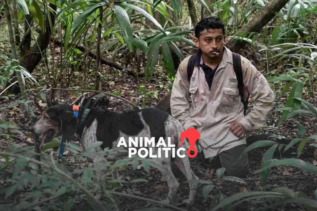 Christian Coyoc, el entrenador de perros que rastrean jaguares para prevenir su extinción