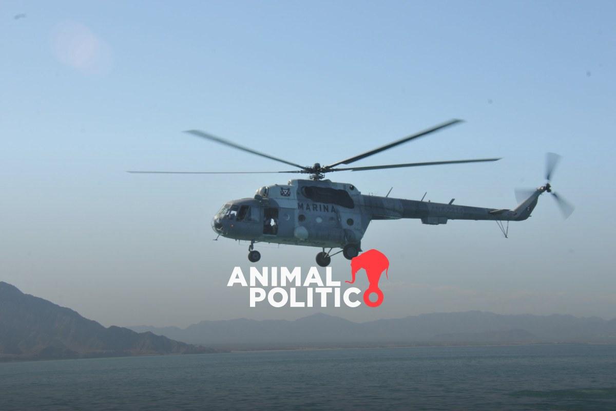 En búsqueda del mamífero marino más amenazado del mundo: en 2024 científicos avistan ocho vaquitas marinas en México