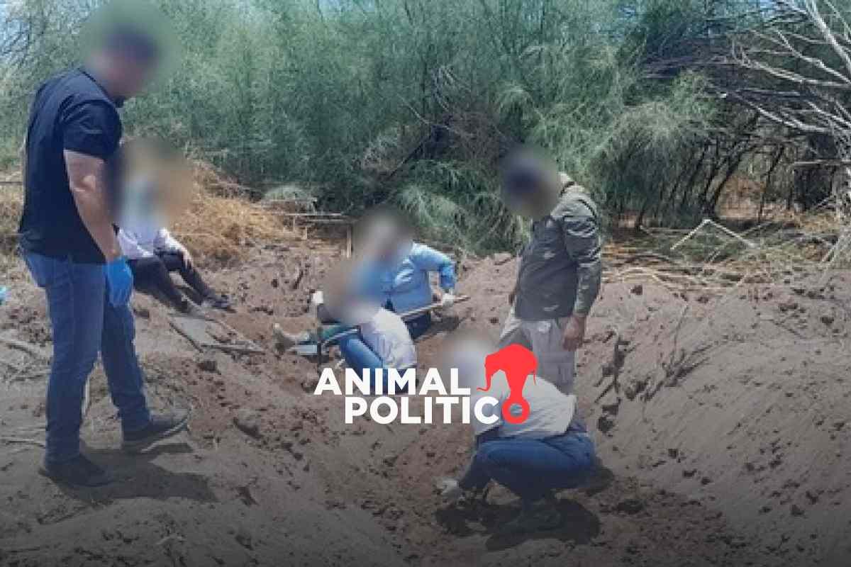 Localizan segmentos humanos de al menos 21 personas en fosas clandestinas en Cajeme, Sonora