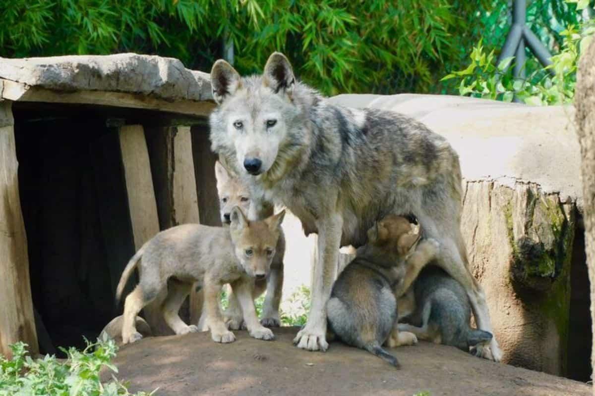 Nacen cuatro cachorros de lobo mexicano en CDMX, especie en peligro de extinción