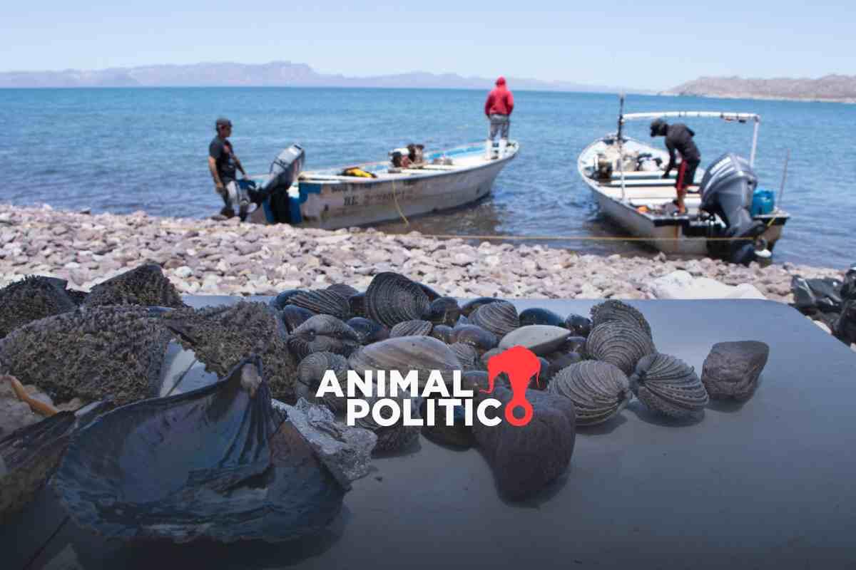 Una cooperativa busca repoblar el callo de hacha y restaurar el Mar de Cortés desde Bahía de Kino