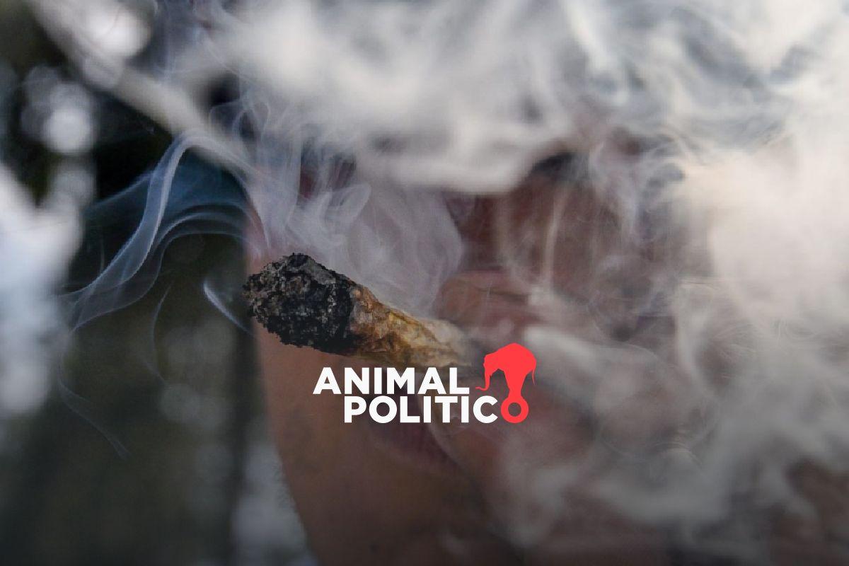 Liberan espacios donde se vendía marihuana en CDMX; gobierno plantea nuevas zonas para consumo lúdico