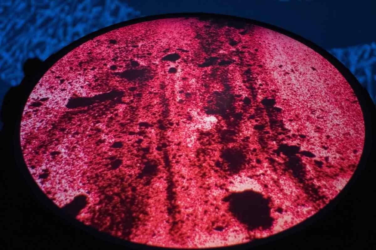 Arte y ciencia en las nuevas exposiciones del Laboratorio de Arte Alameda