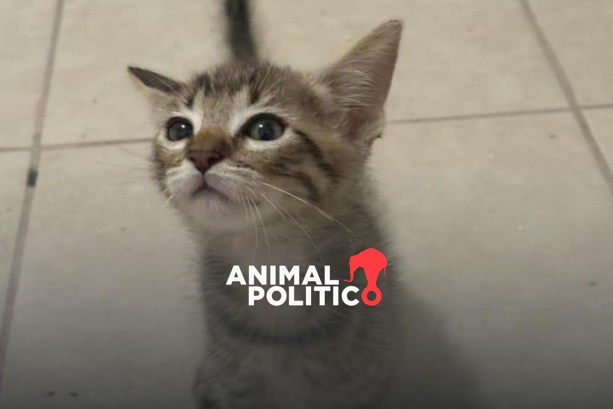 Estudiantes de criminología matan a gato con explosivos en supuesta práctica en Pénjamo, Guanajuato