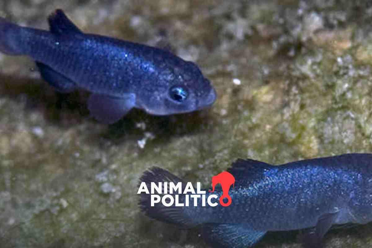 Terremoto en Rusia sacude el último refugio del pez cachorrito del Hoyo del Diablo, especie en peligro de extinción
