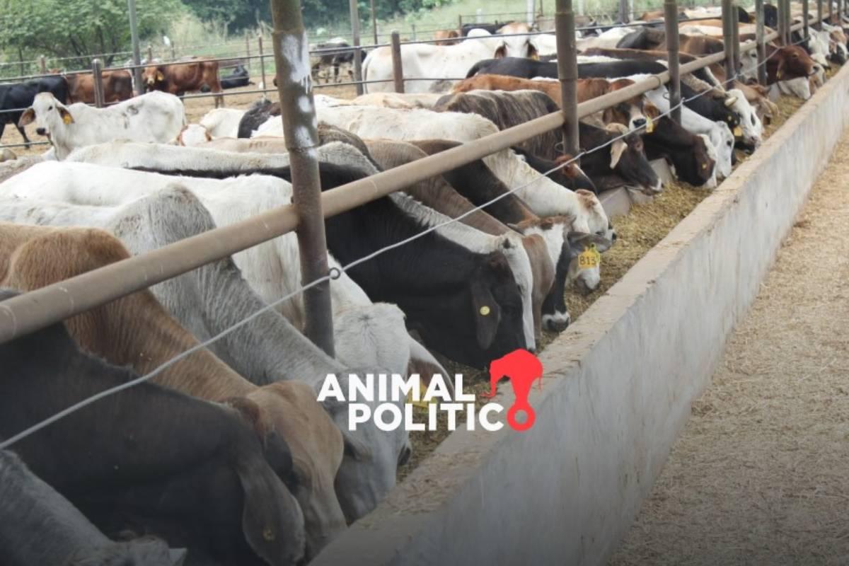 EU reporta nuevo caso de gusano barrenador en Nuevo León; productores de carne piden intensificar estrategia contra plaga