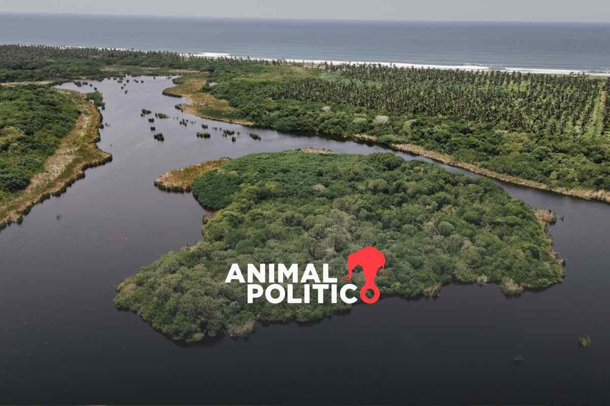 Marina impone megaproyecto en Manzanillo; la Laguna de Cuyutlán, bajo amenaza