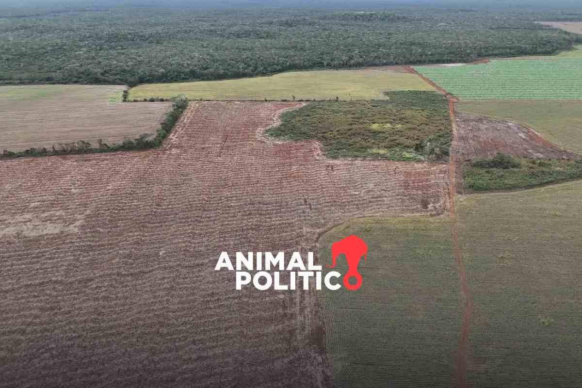 Empresas deforestan selvas de Yucatán sin permisos para siembra de limón, el nuevo “diamante verde”