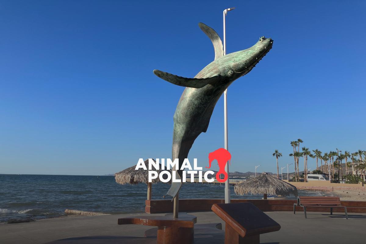 Juez admite demanda histórica por las ballenas del Golfo de California; ONG confirma que lleva el litigio