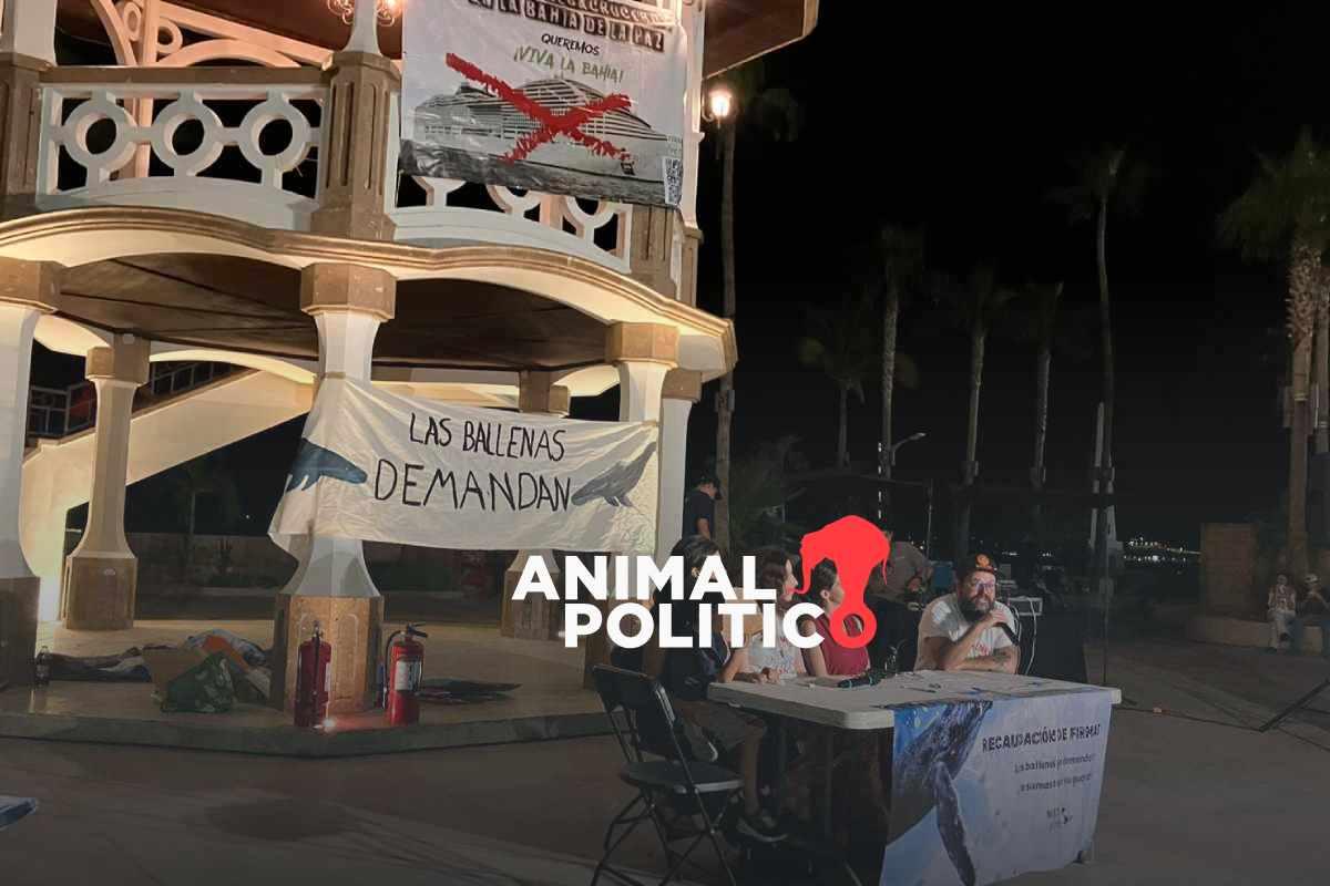 Organizaciones presentan primera demanda a nombre de las ballenas; buscan protegerlas de megaproyectos en el Golfo de California