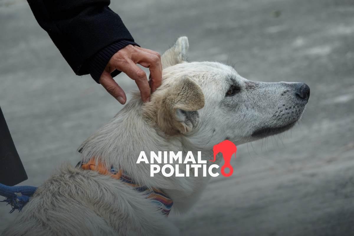 Proponen crear protocolo de atención para animales de compañía en CDMX en casos de emergencias como sismos o explosiones