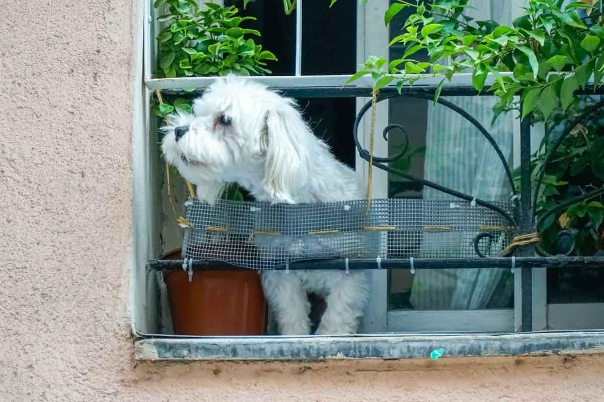 No podrán negarte rentar si tienes mascotas o niños