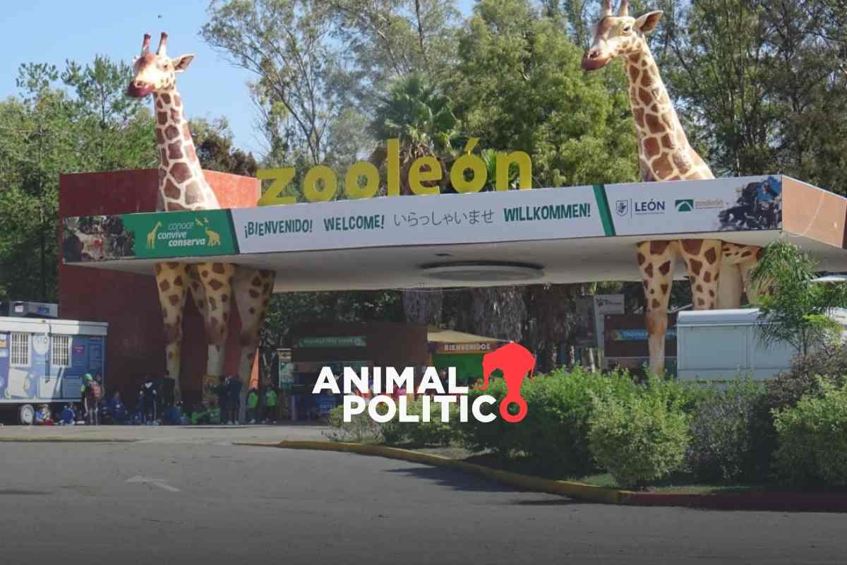Profepa clausura temporalmente el Zoológico de León por presuntas irregularidades; al menos 83 animales han muerto en 2025