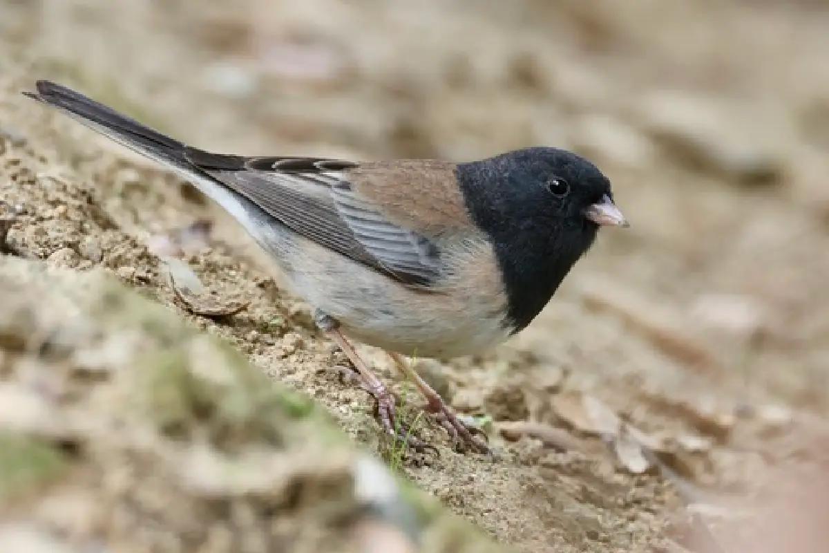 ¿El COVID nos cambió hasta el pico? Aves urbanas mutaron durante la “antropausa”