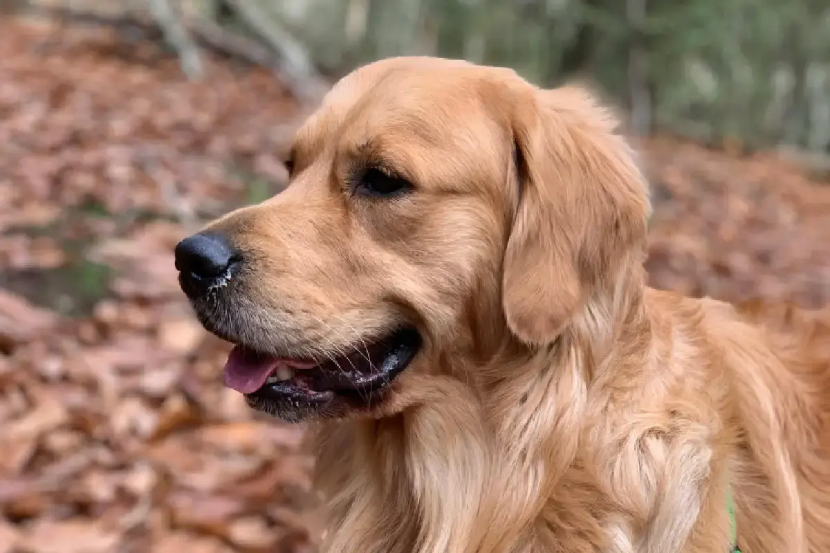 Los golden retrievers definen su personalidad por su perfil genético