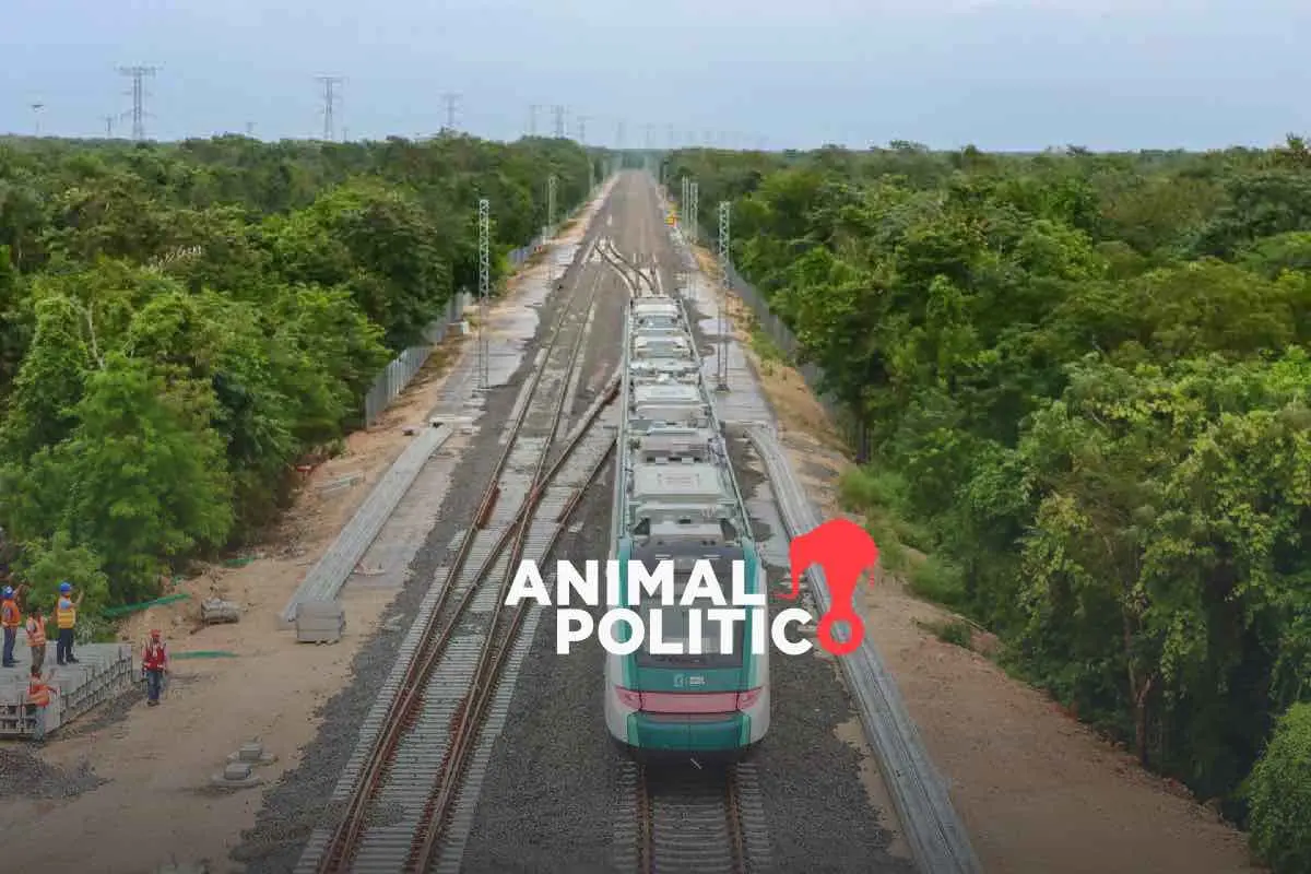 Tramos 5, 6 y 7 del Tren Maya agravan daños ambientales irreversibles y elevan la violencia en la Península de Yucatán